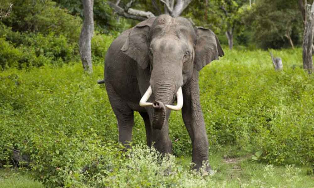 मोरङमा हात्तीको आक्रमणमा परी १३ वर्षमा १६ जनाले गुमाए ज्यान