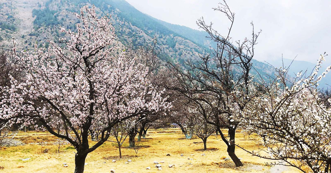 मुस्ताङको शीतोष्ण फलफूल बगैँचामा यसवर्ष ढिलो फूल फुल्दा...