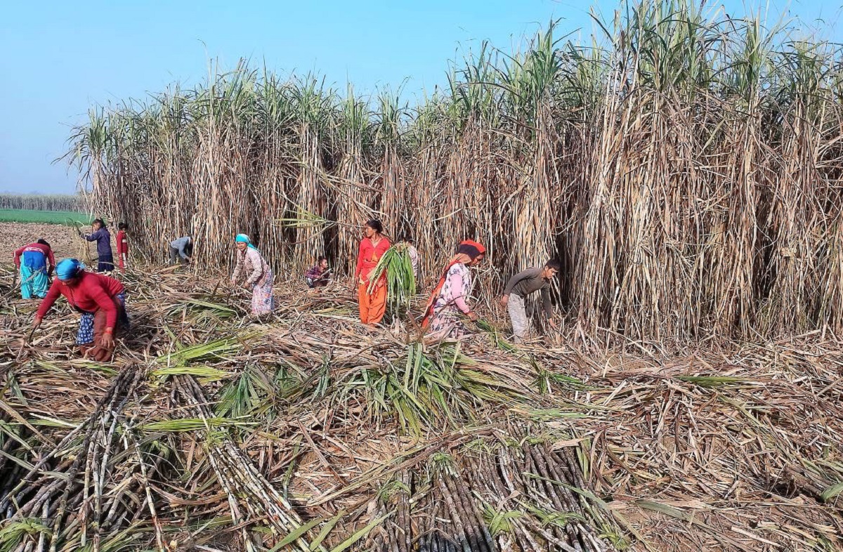 उखु अभावले ‘क्रसिङ’ लक्ष्य हासिल भएन, उद्योग एक महिनाअघि नै बन्द