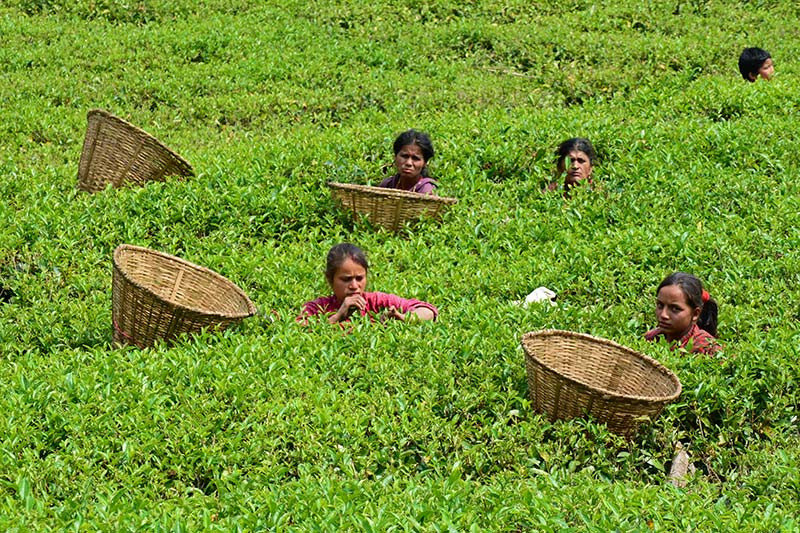 अर्बौँ विदेशी मुद्रा भित्र्याउने चिया व्यवसाय सङ्कटमा